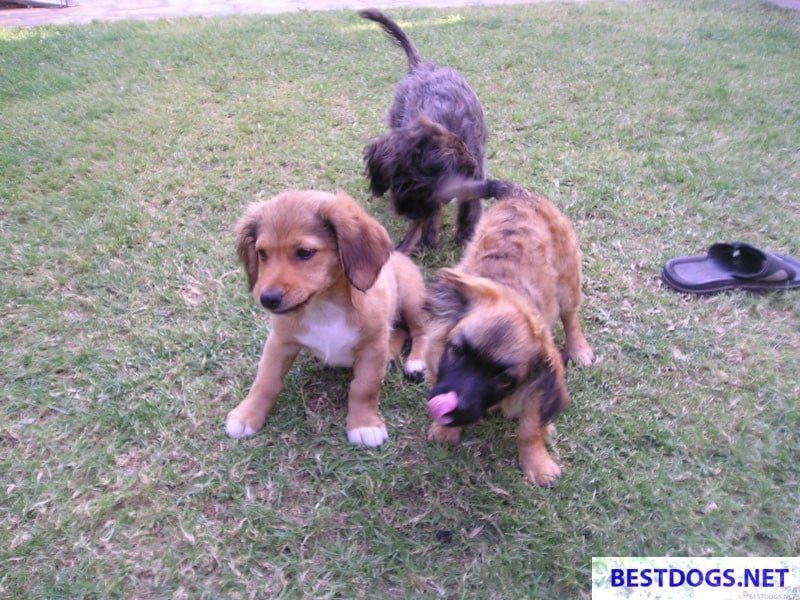 My rescue dogs on Crete