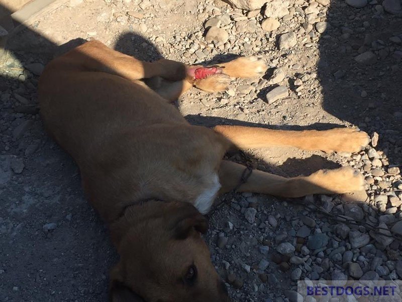 chain dog vegetating in the sun despite injuries