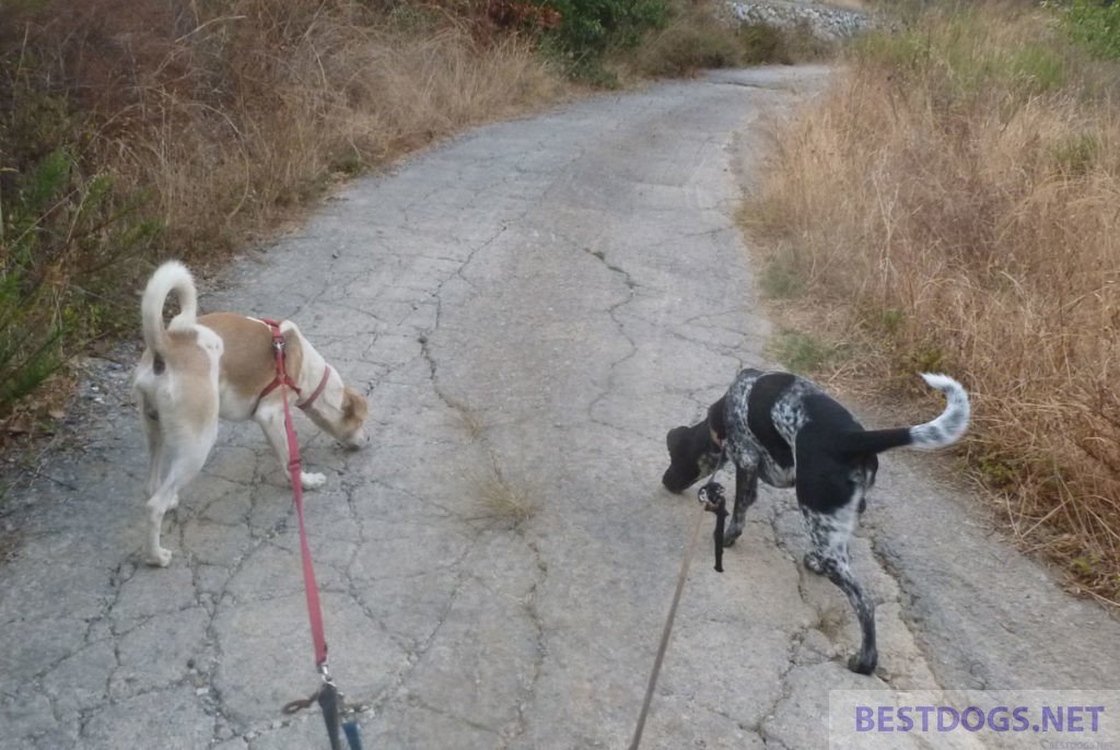 hunting dogs have picked up a trackhunting dogs have picked up a track