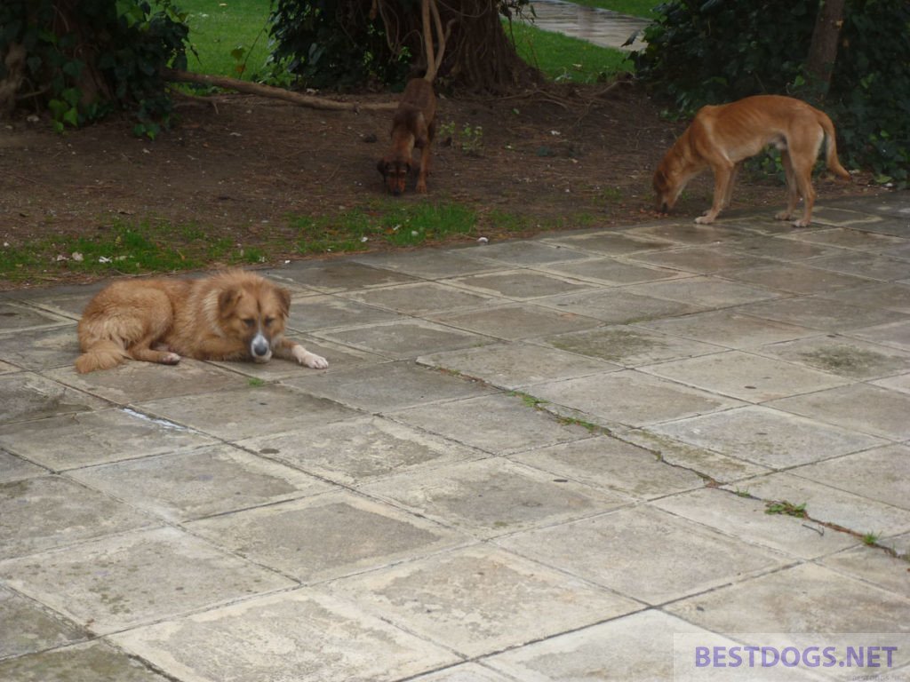 group of street dogs