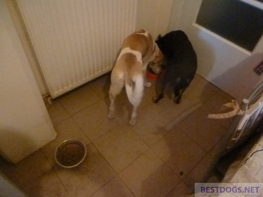 two dogs eating out of a bowl together