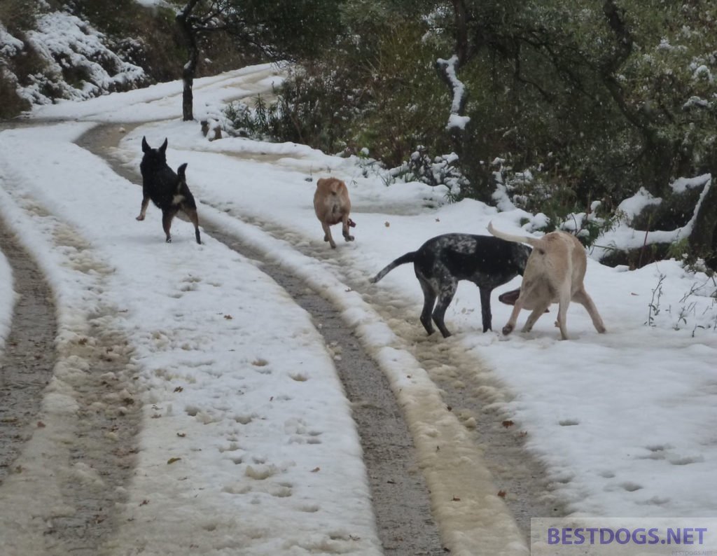 pack in the snow.