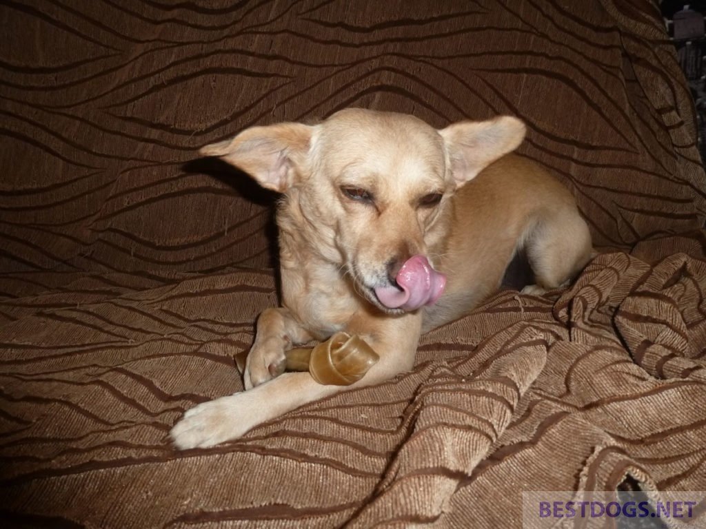 dog after successful treatment against leishmaniasis