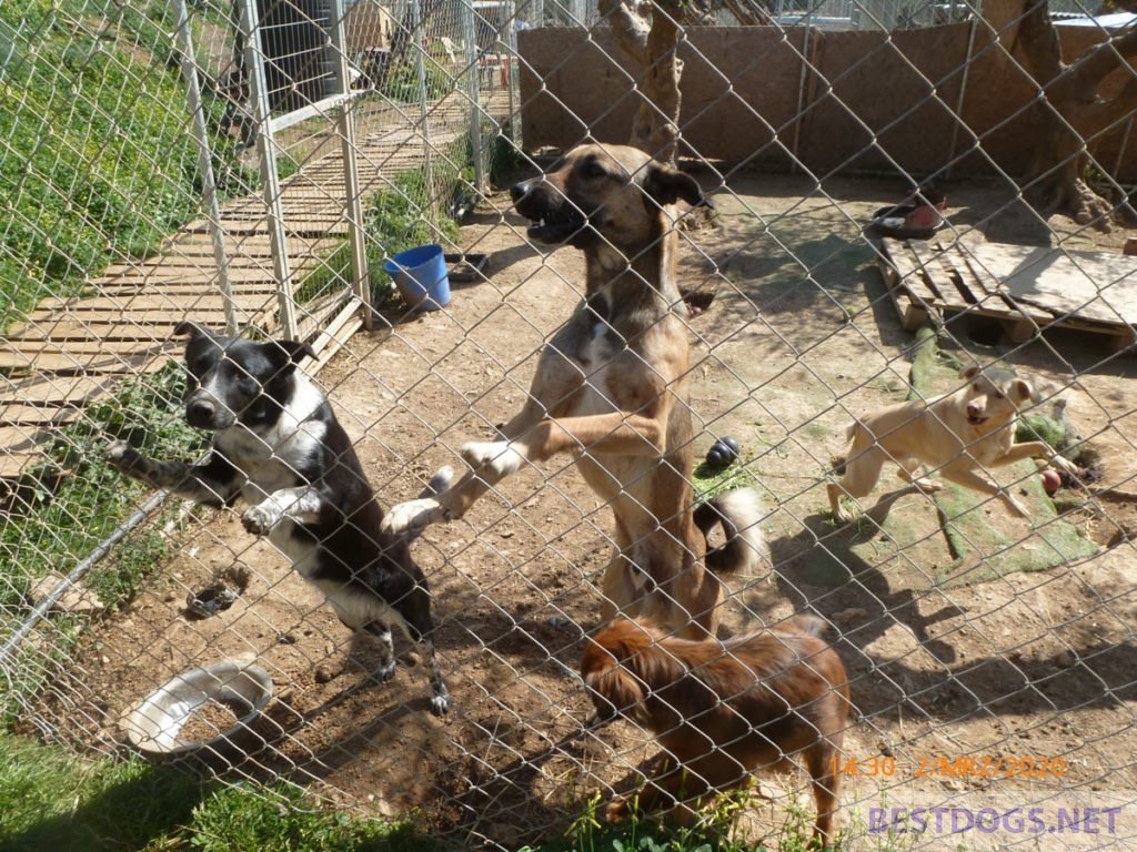 Happy dogs at Nikos Bronx Familia Shelter