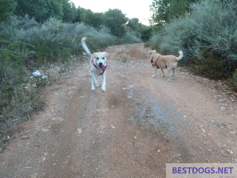 dog running freely