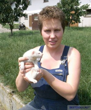  breeding mink on a farm.