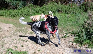 happy and contented dogs