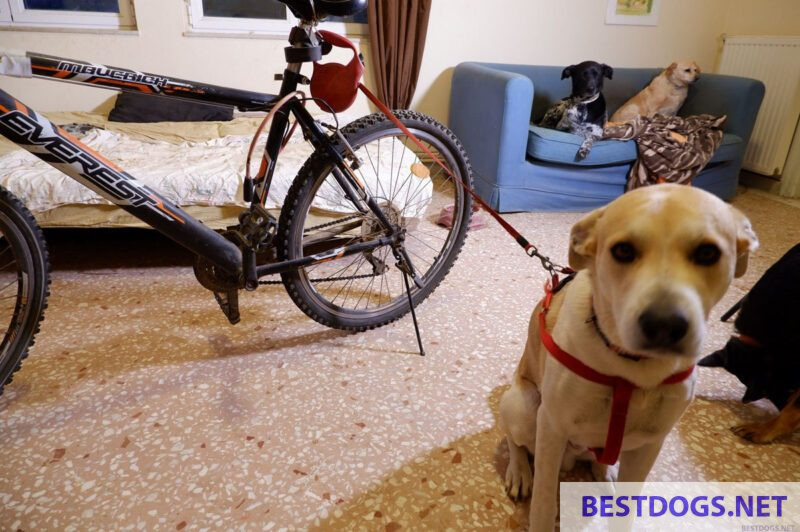 Extendable dog leash attached to the bike 