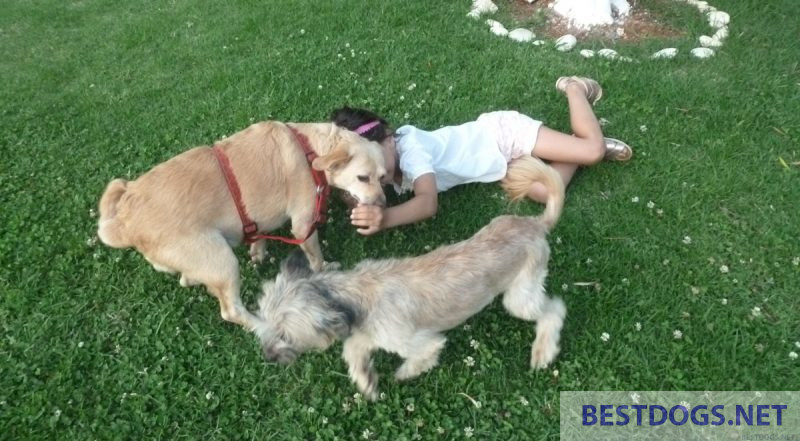 child playing with dogs