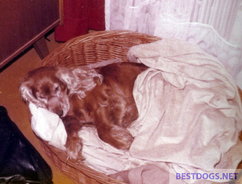 dog covered in his bed