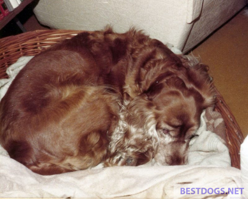 ill cocker spaniel