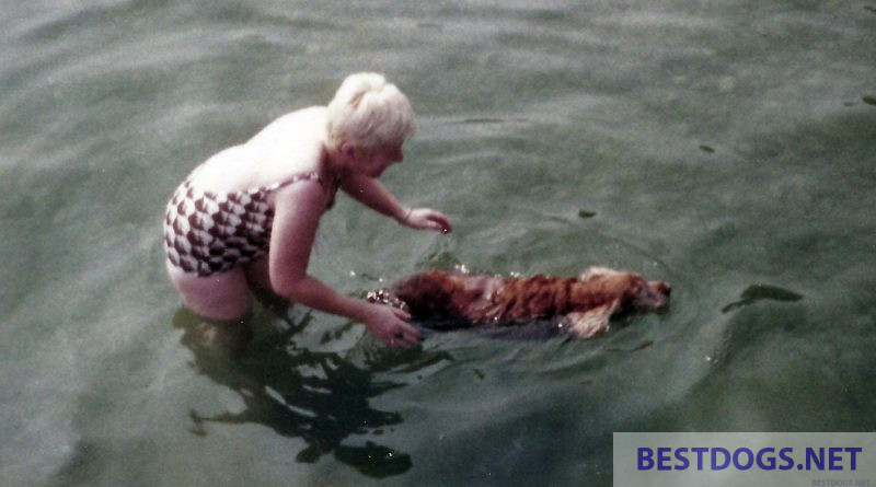 dog during swimming training