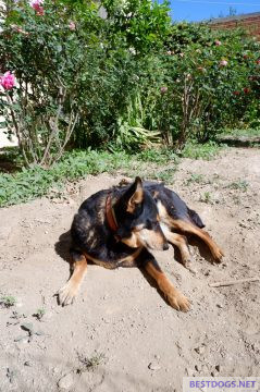 dog sunbathing