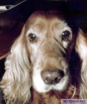 older cocker spaniel