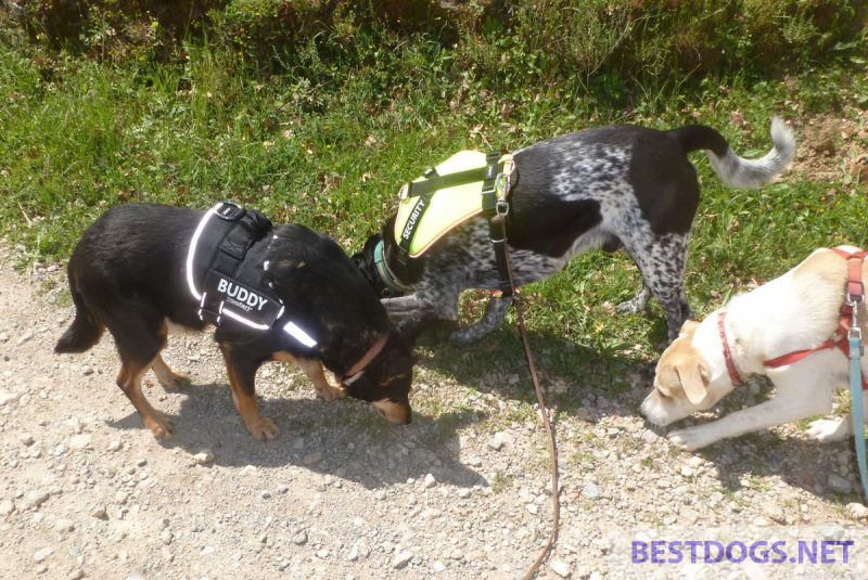 Dogs sniffing a trail.