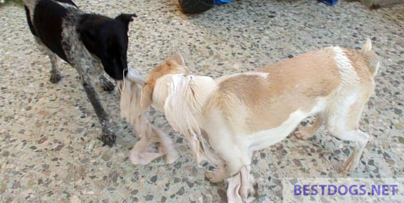 Two young dogs at tug-of-war