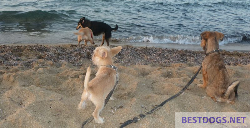 Two puppies for the first time at the sea.