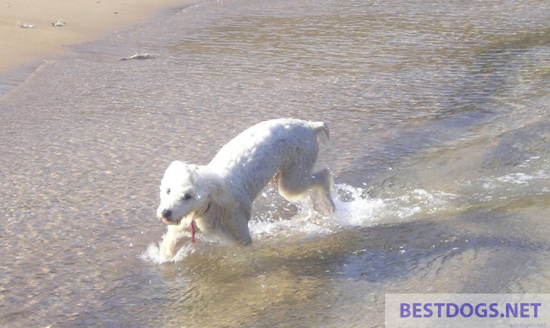dog comes out of the sea