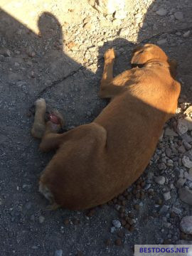  chain dog vegetating in the sun