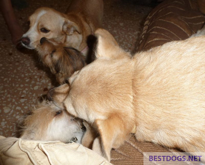 Welcoming ceremony between dogs