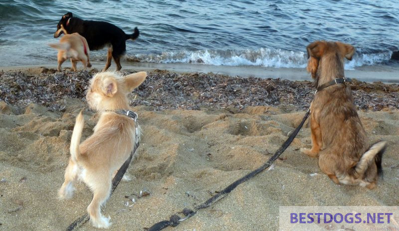 Puppies are learning about their world