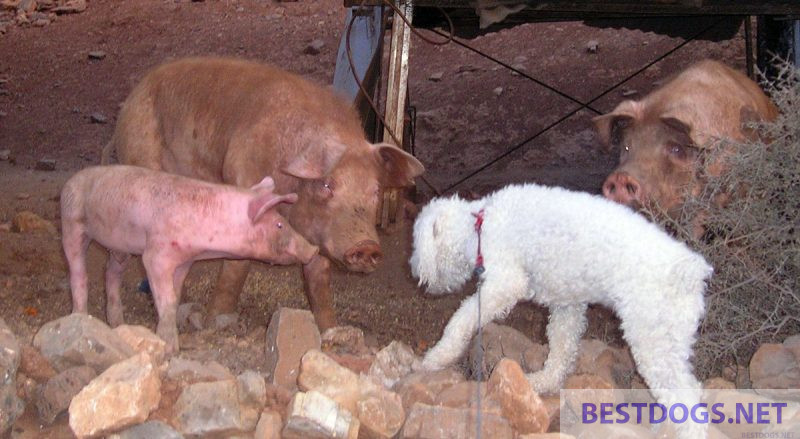 socialisation with pigs