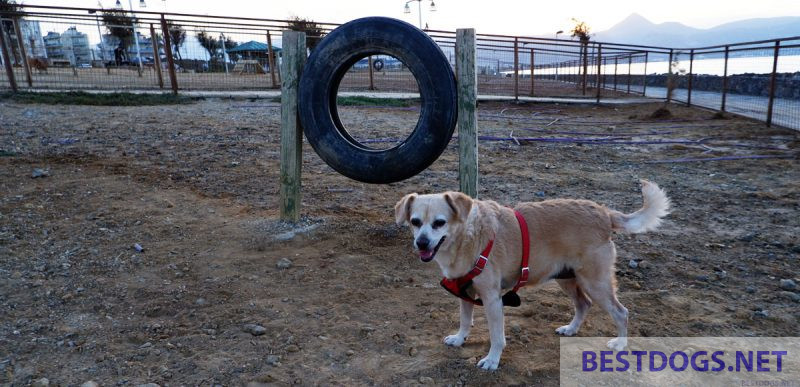 jumping hoop on a dog sports field