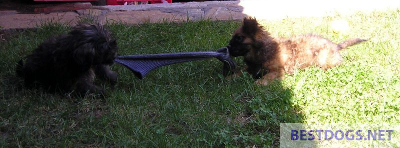 Puppies playing tug of war