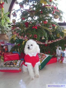 Dog with Santa Claus costume
