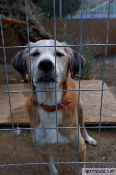 dog in the shelter 