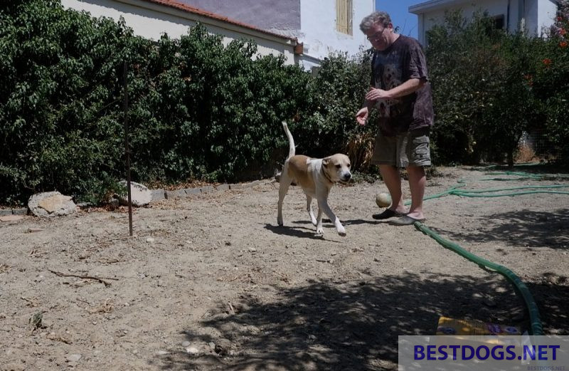 Retriever dog game