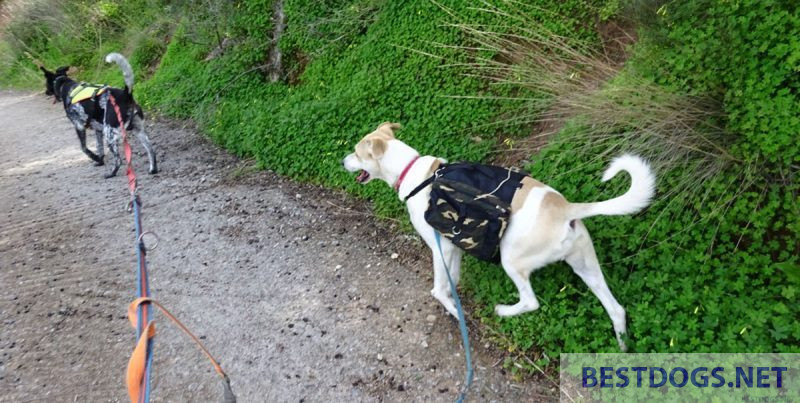 Dog with dog backpack