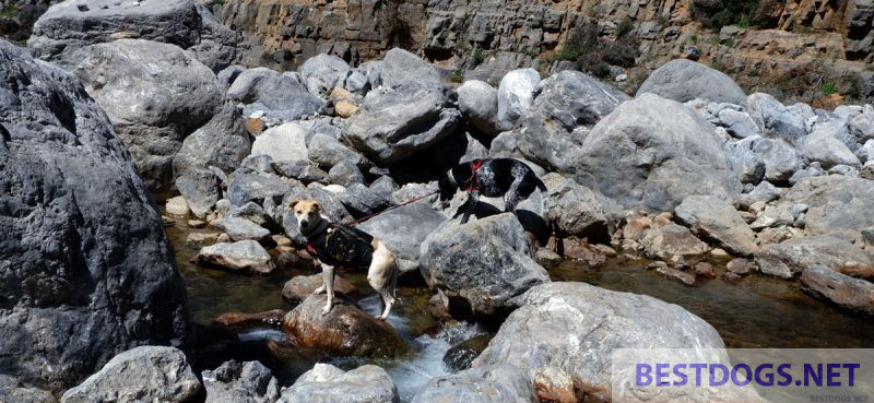 crossing a stream over the stones