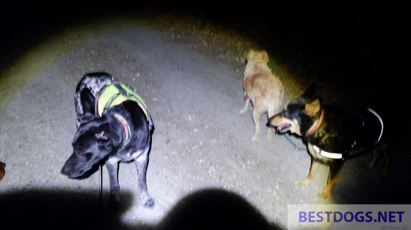 dogs on a night walk 