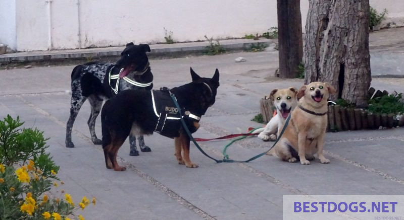 Dogs wait outside a shop