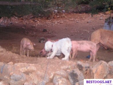 chelsea pigs 005