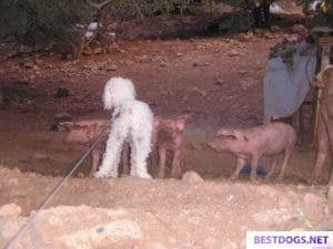 Chelsea and the pigs