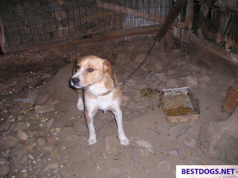 Barrel Dog on Crete