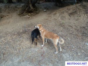 rescue dog Canella