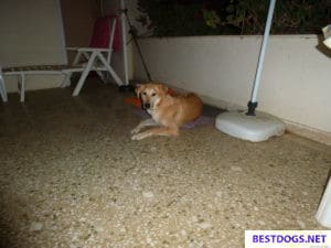 rescue dog Canella