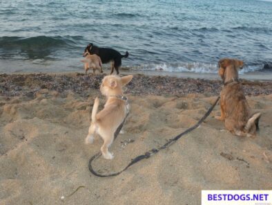Malia Strays 04