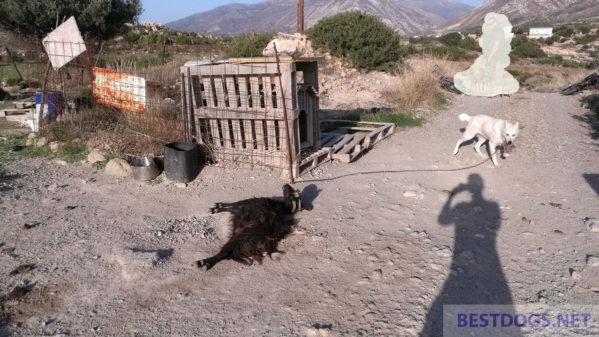 Are Dogs Allowed In The Range