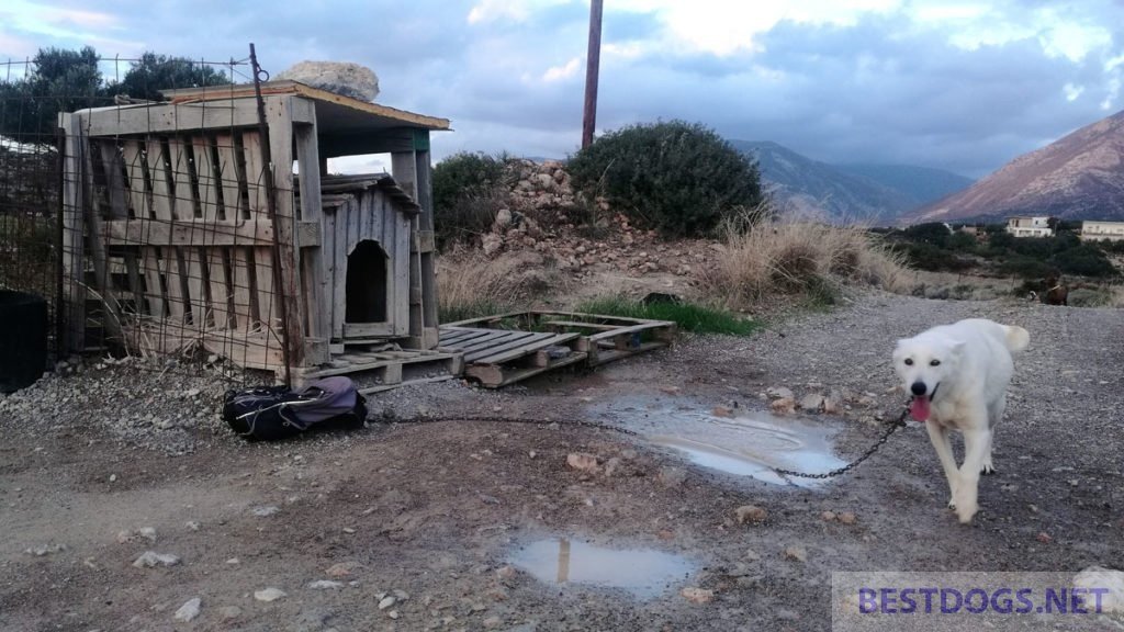 Dog chained to the road or path