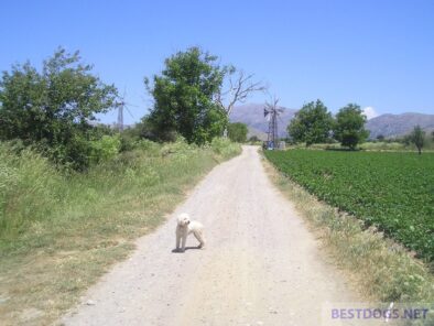 Chelsea auf Lasithi