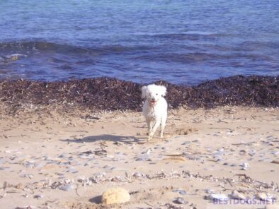 am strand