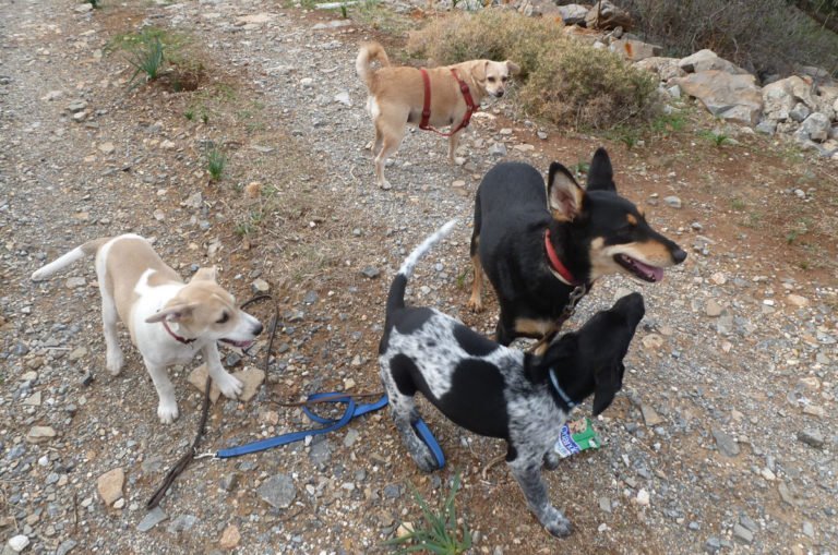 Cretan dogs