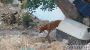 dog on Agios Haralampos hill