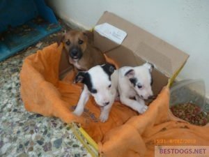 Santa Claus Puppies moving to fostering