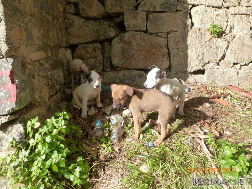 Santa Claus puppies