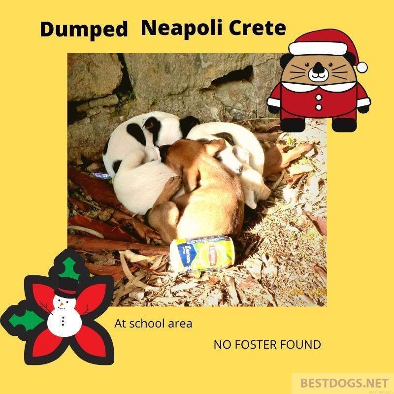 The abandoned Santa Claus puppies of Neapoli.